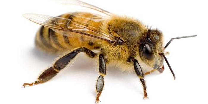 Bees Wasp Passaic NJ Pest Control Exterminator