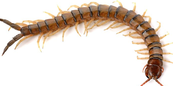 Centipede Millipedes Passaic NJ Pest Control Exterminator