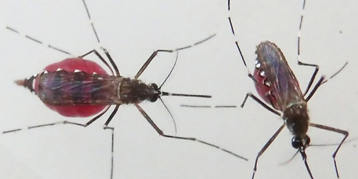 Passaic NJ Mosquitoes Gnats Pest Control Exterminators
