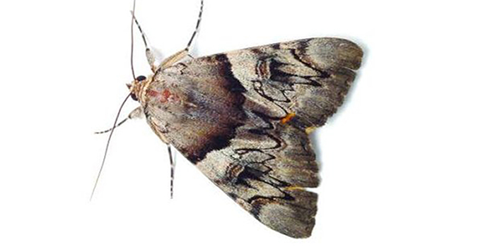 Moth Weevils Passaic NJ Pest Control Exterminator