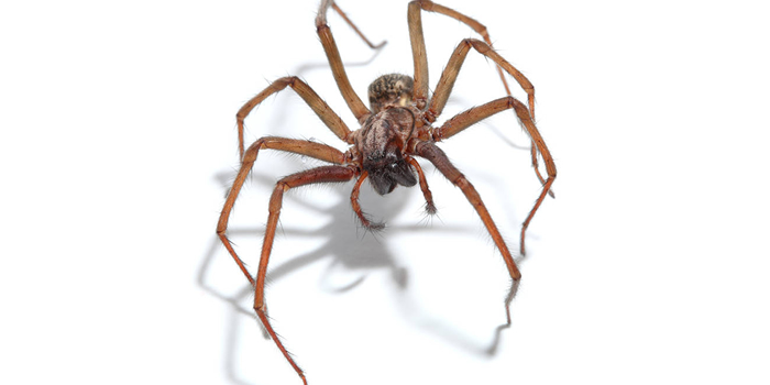 Spiders Crickets Passaic NJ Pest Control Exterminator