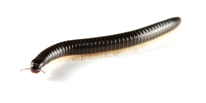 Worms Flies Passaic NJ Pest Control Exterminator